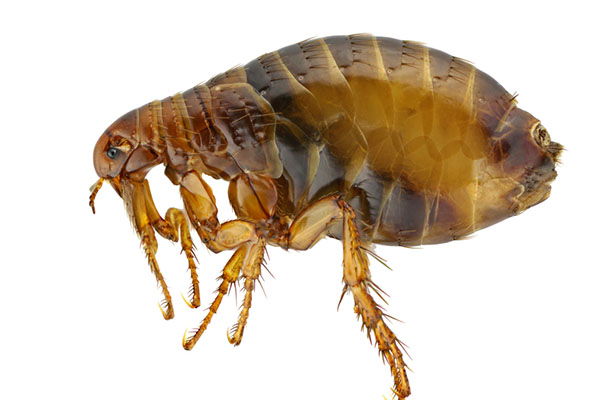 how to kill fleas