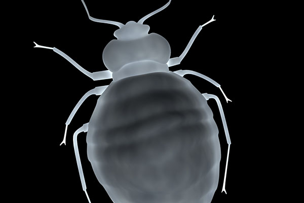 bed bug or flea