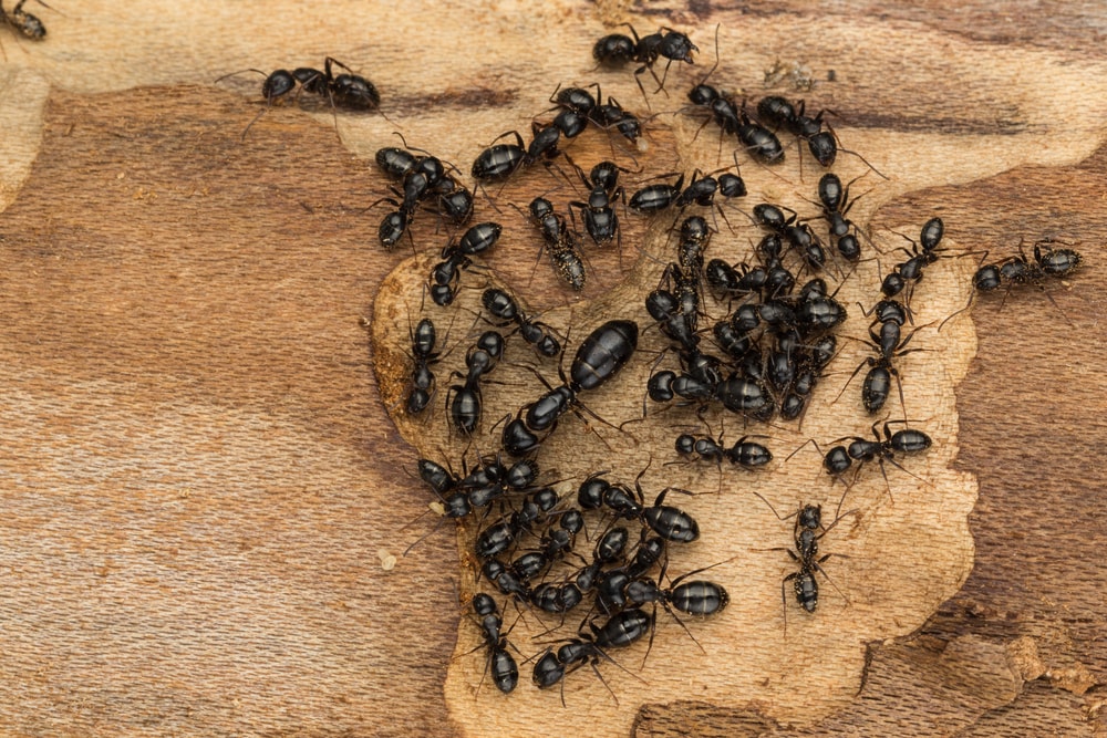 identify-carpenter-ant-queens