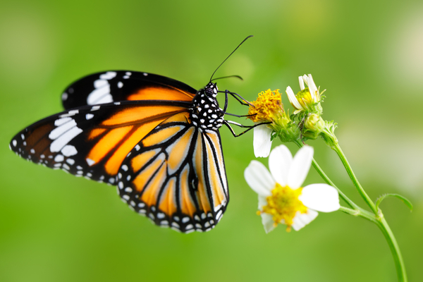 do insects, including butterflies, hibernate