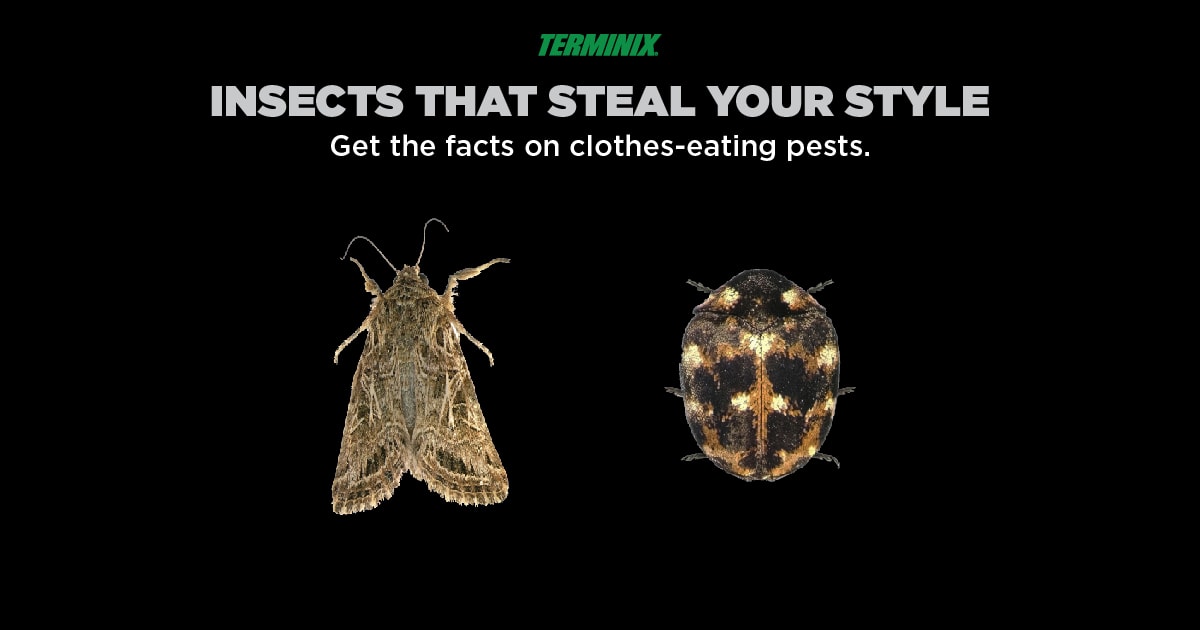 insects that eat clothes thumbnail