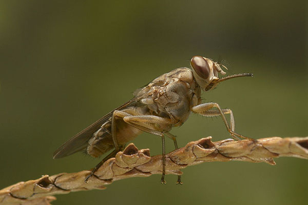 african-sleeping-sickness-tsetse-fly