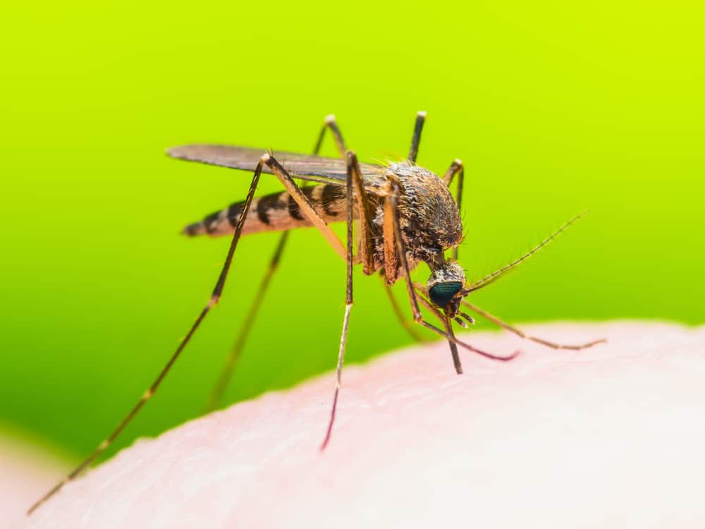 CDC Report on an Increase in Illness Associated with Mosquitoes, Fleas and Ticks