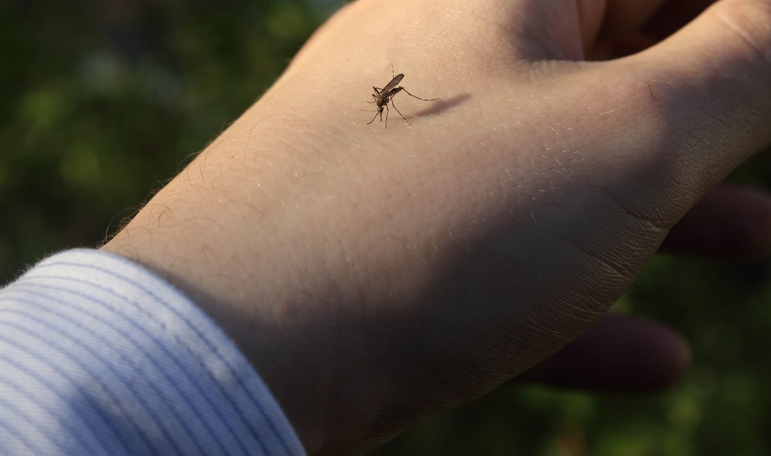 when are mosquitoes most active