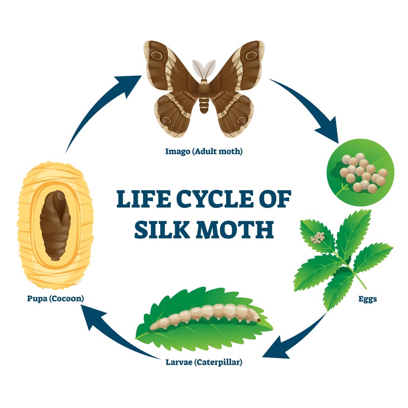 moth lifecycle illustration