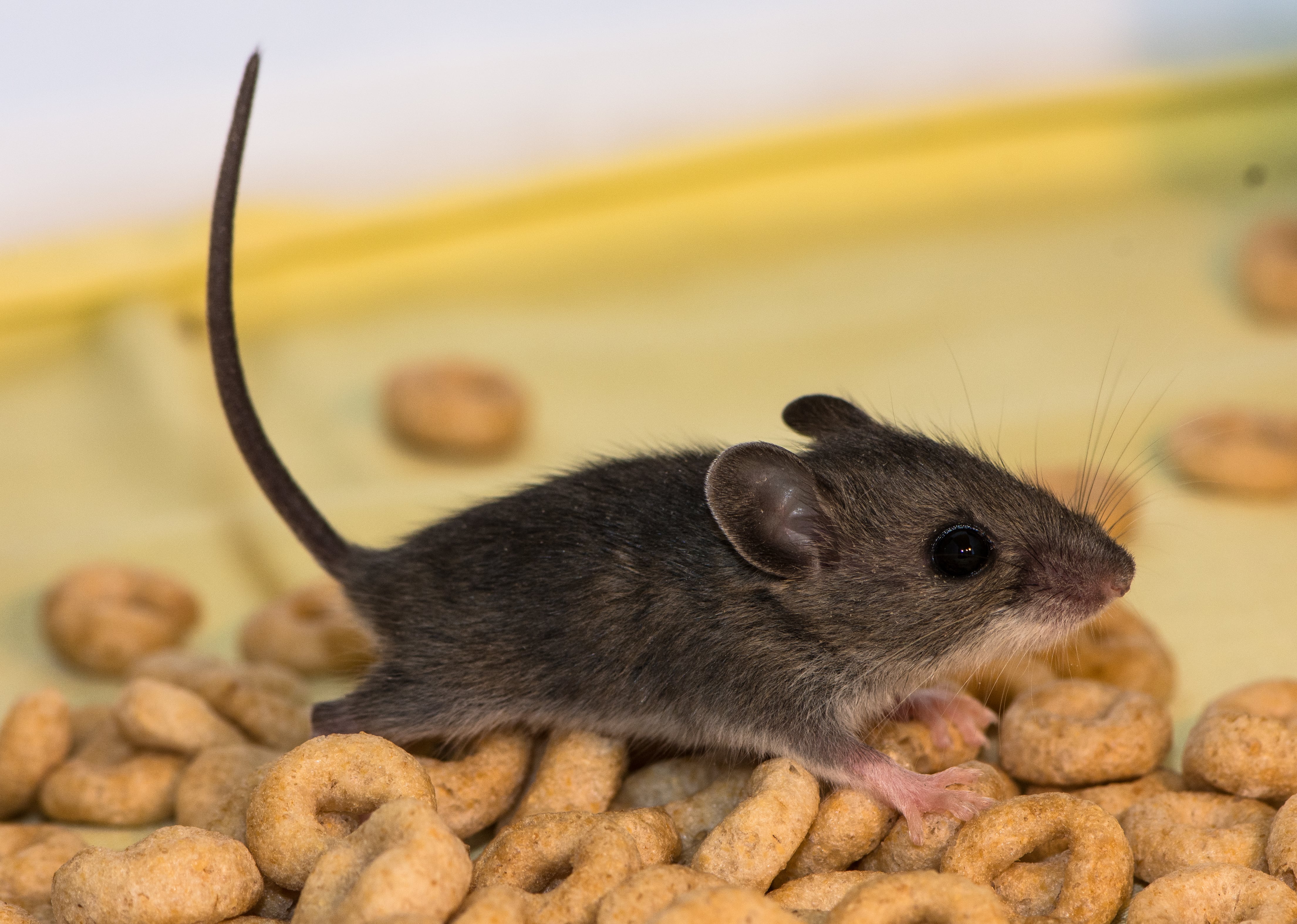 how to remove mice in the kitchen
