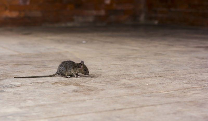 brown house mouse photo