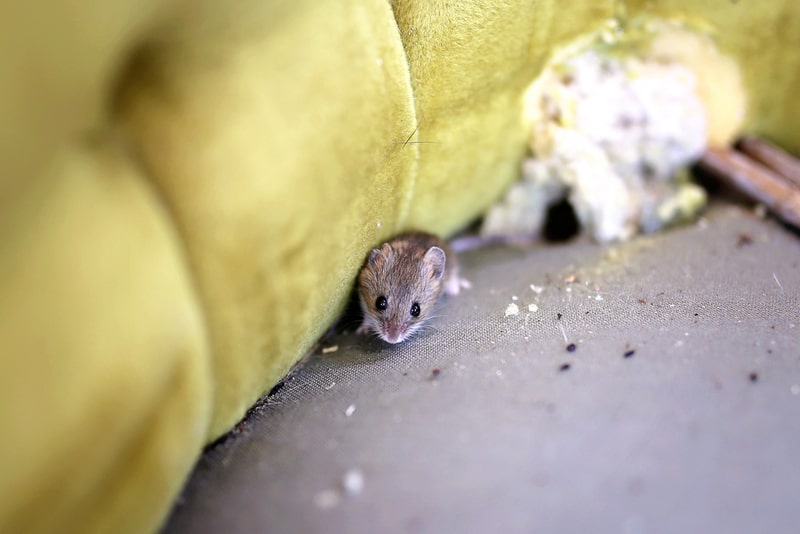 mouse chewed couch photo