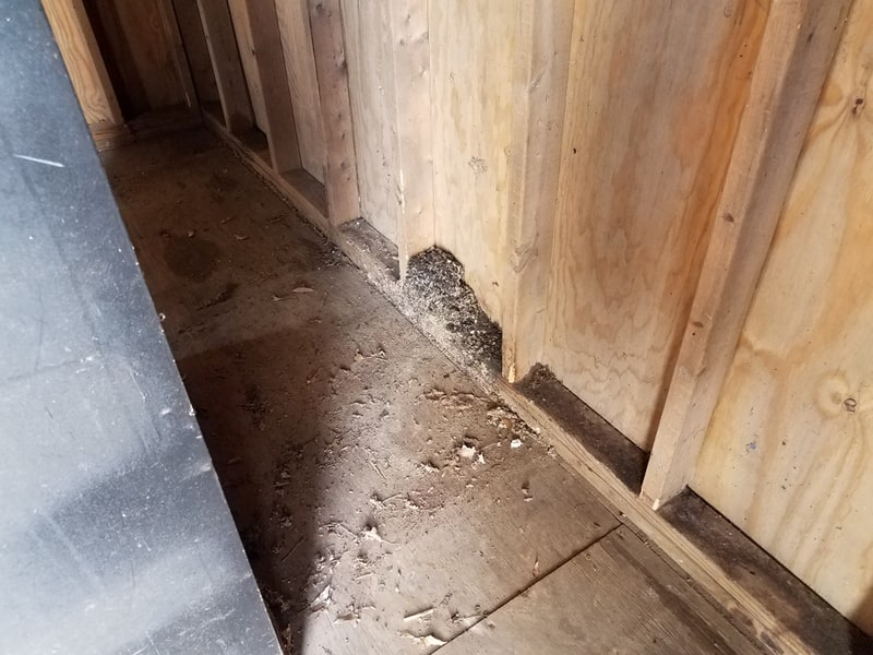 mouse poop in shed photo