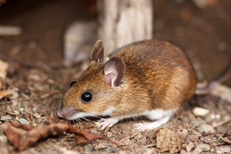 white footed mouse photo