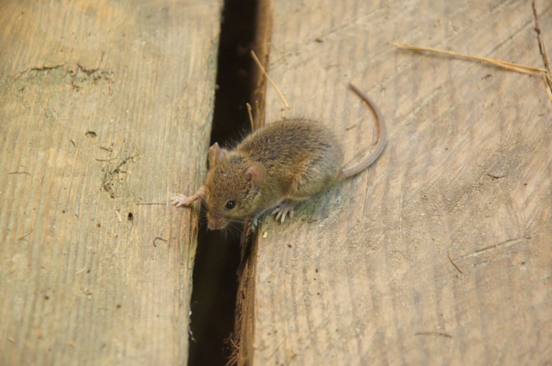 mouse on wood photo