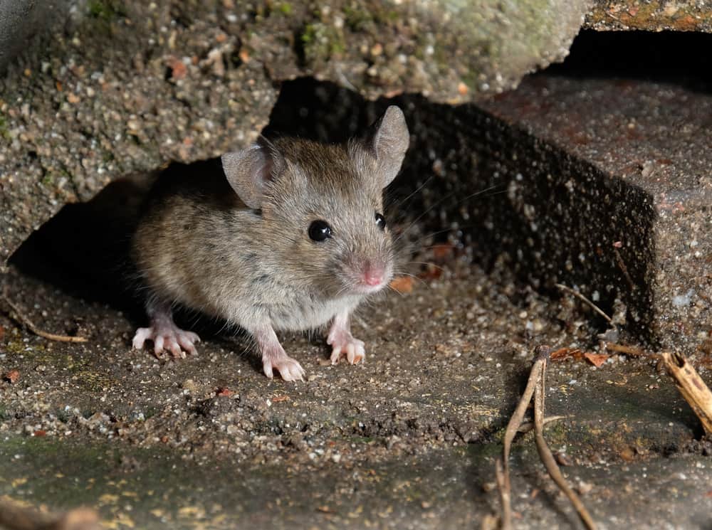 Can Mice Get Under Your House?