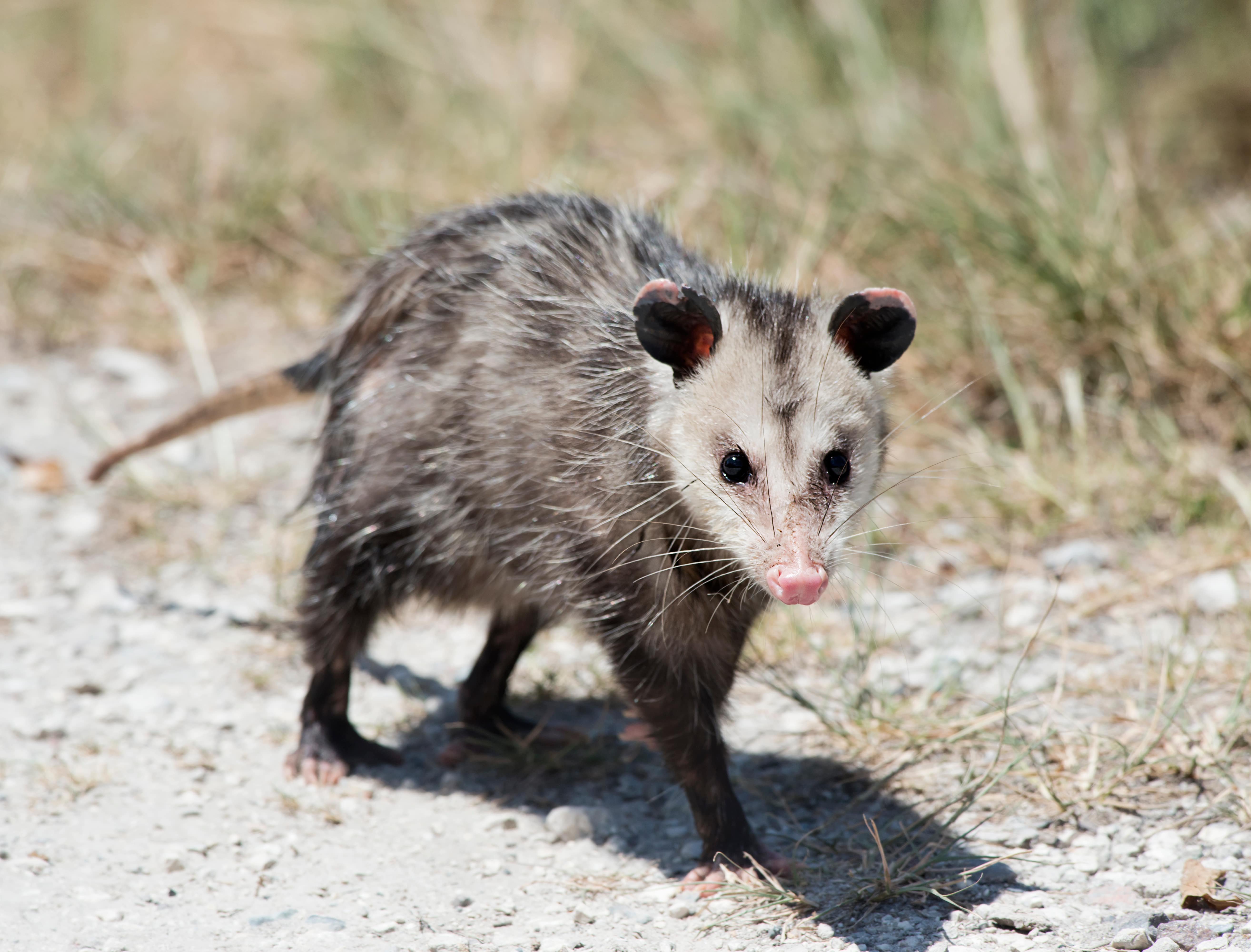 opossum tracks