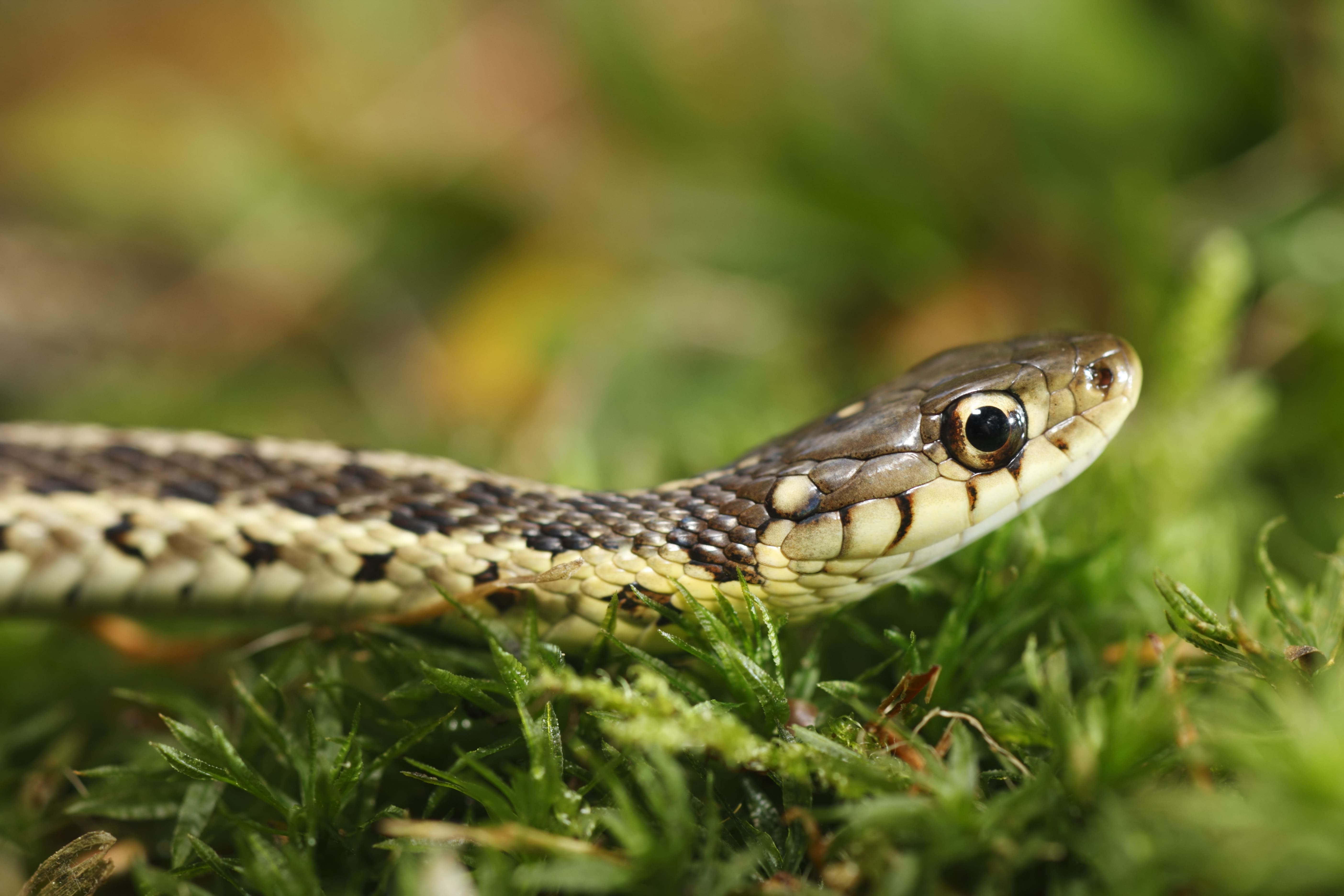 poisonous snake