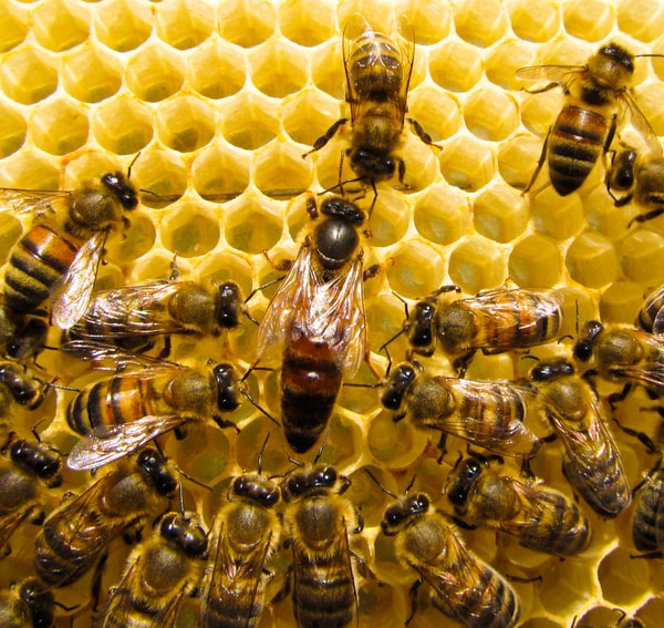 queen bee and workers