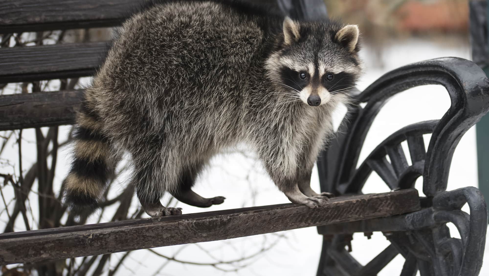 raccoon in winter