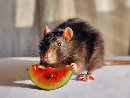 rat diet