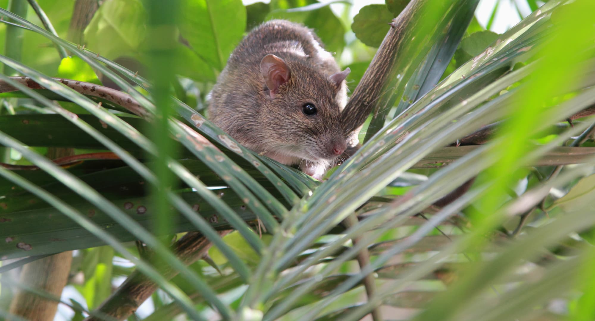 rat in tree
