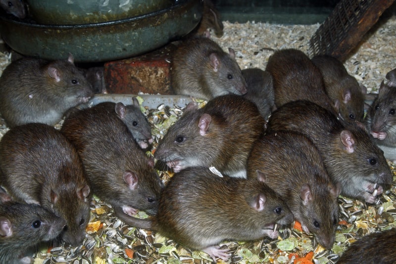 group of rats photo