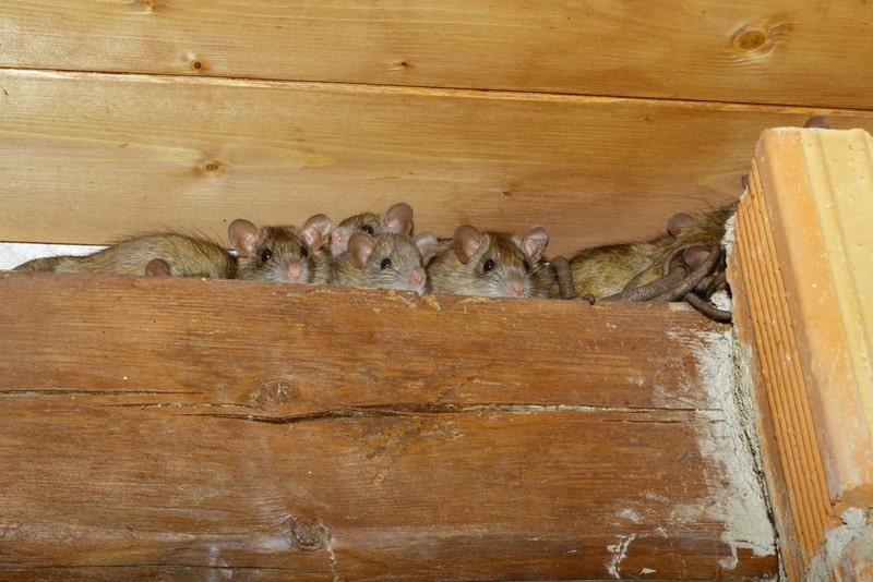 roof rats photo