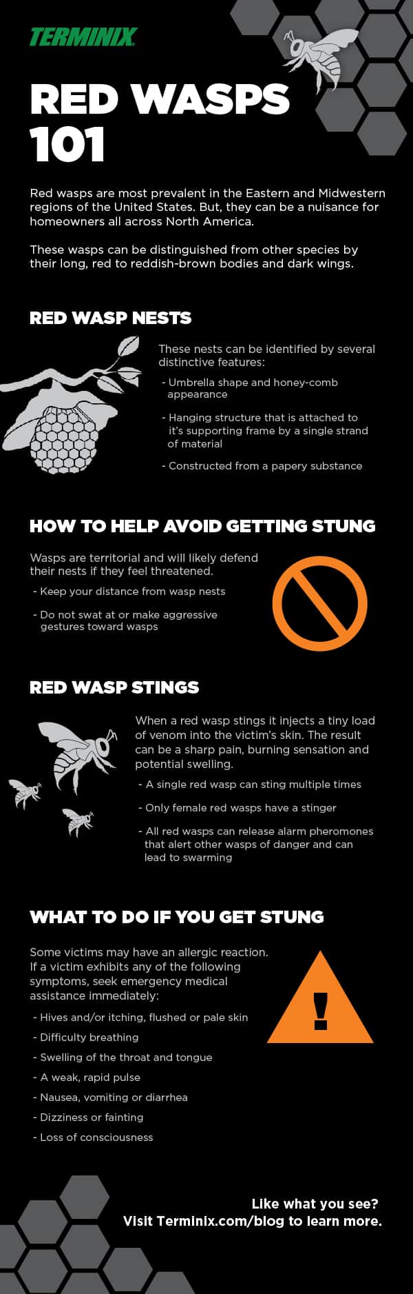 red wasp infographic