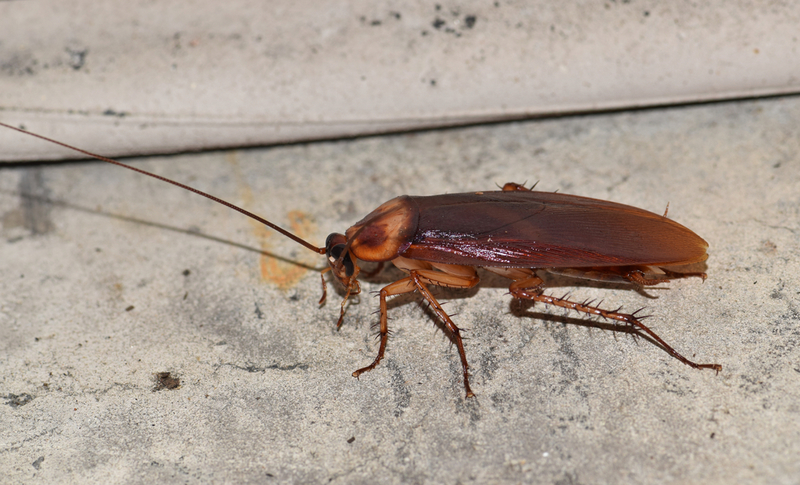 american cockroach photo
