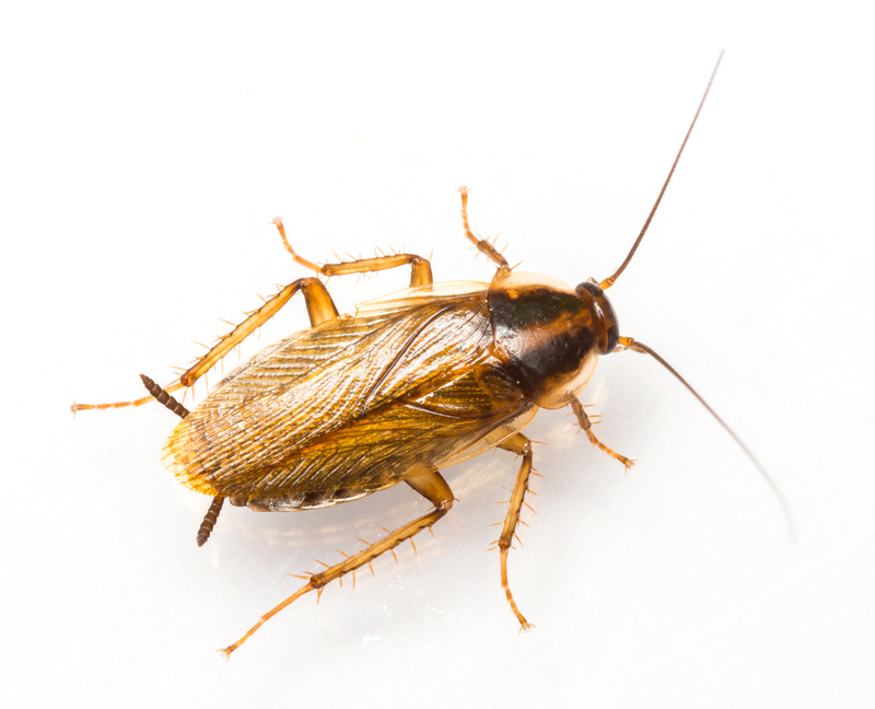 german cockroach photo