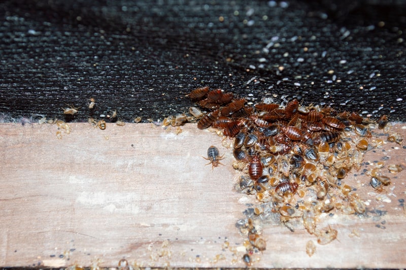 bed bug infestation on bed frame