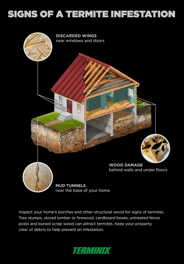what are signs of termites