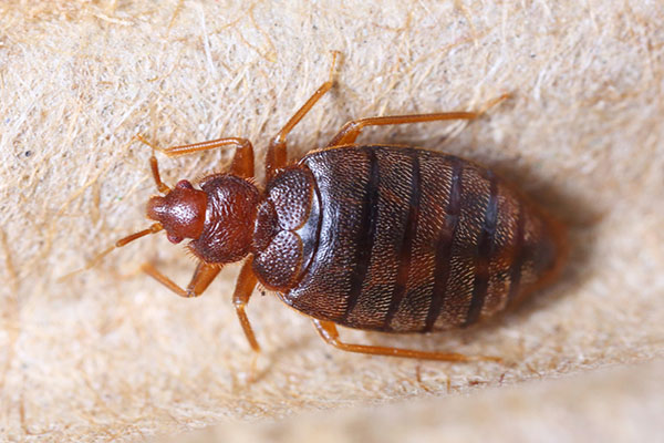 bed bug or flea