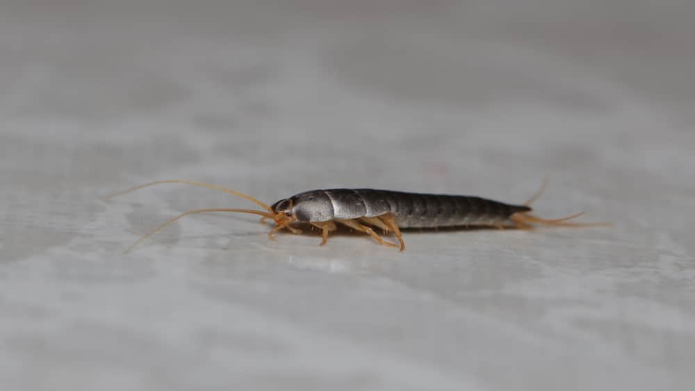 Can Silverfish Live or Swim in Water?