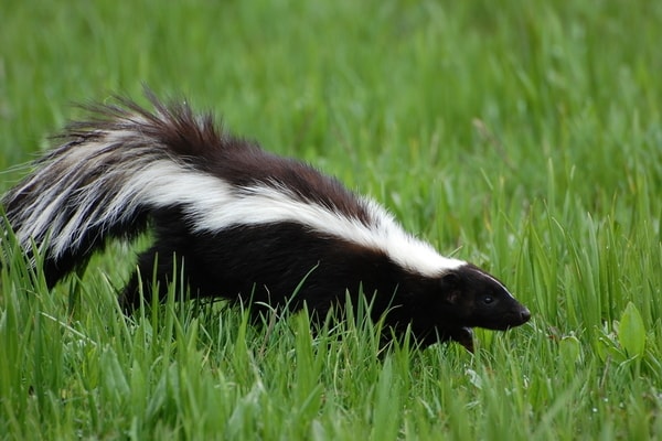 skunks in the yard