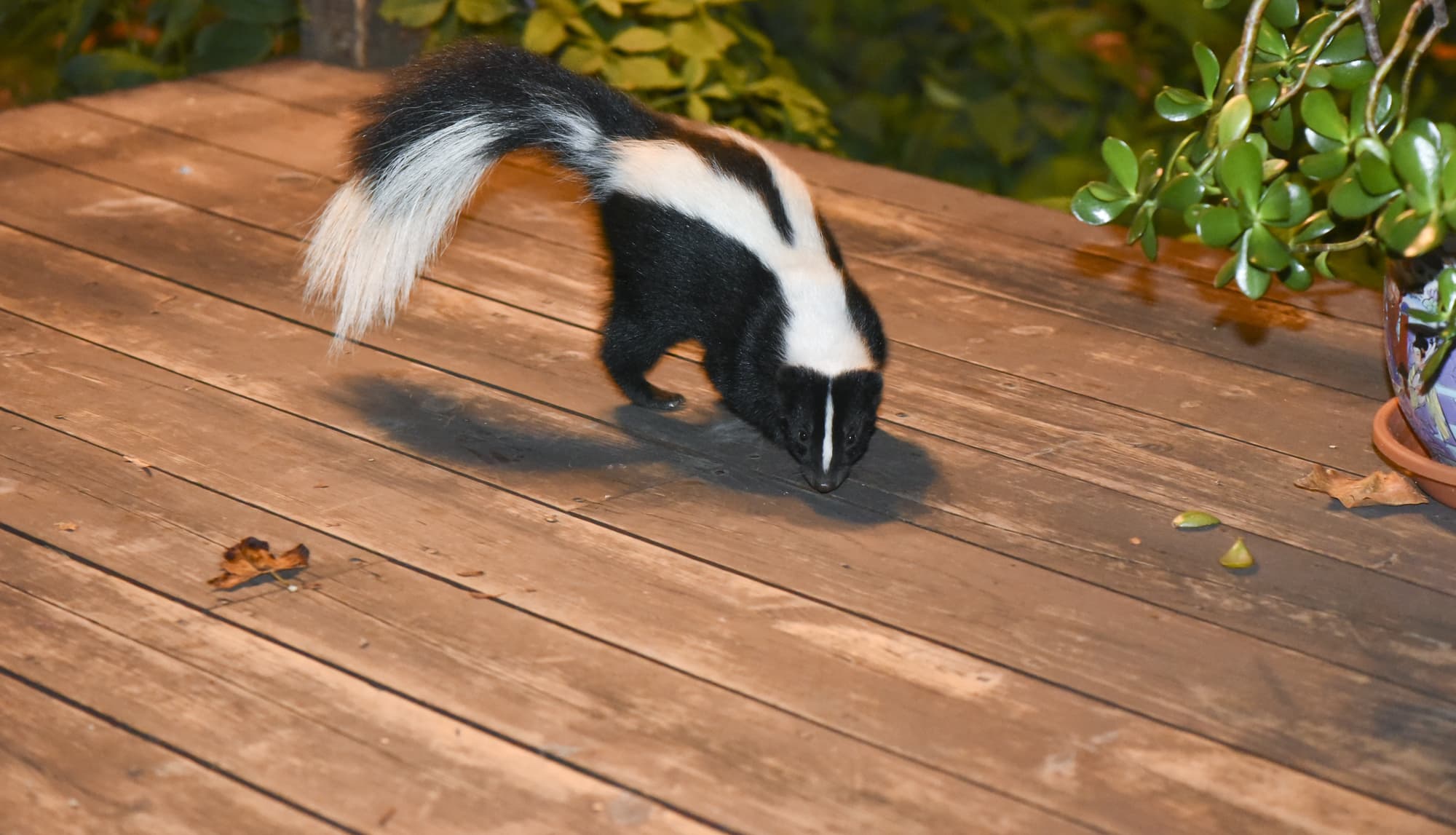 skunk on property