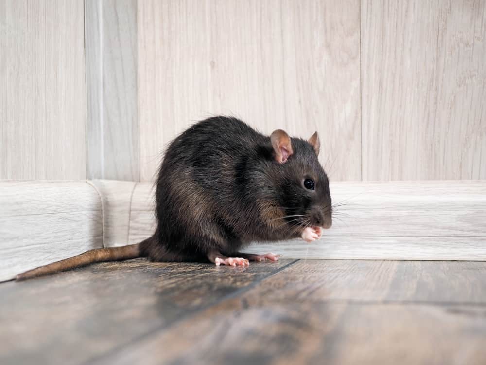 How Smart are Mice and Rats?