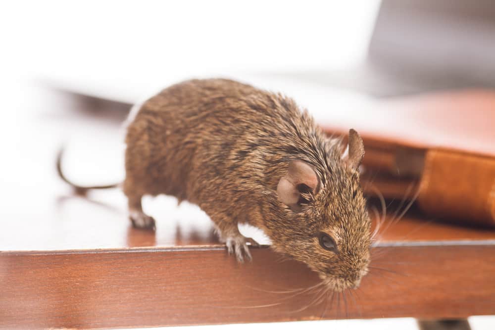 What Types of Sounds Do Rodents Make?