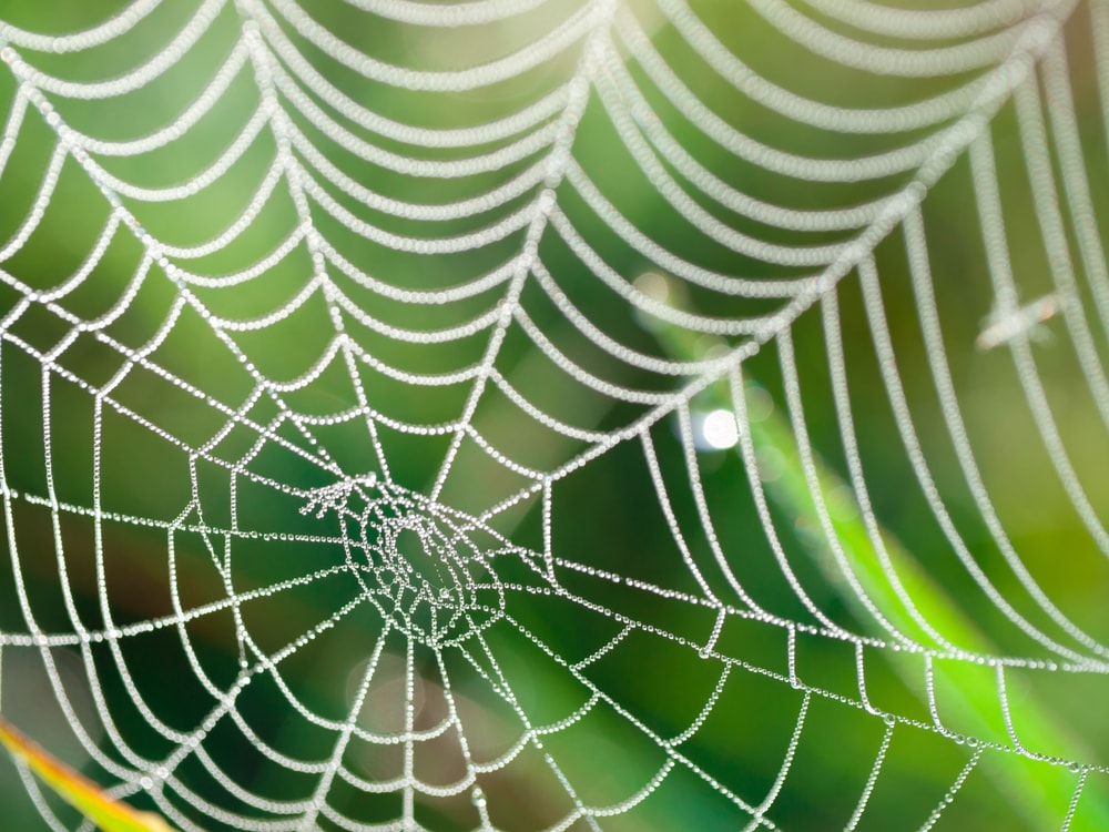 5 Surprising Spider Abilities You Should Know About