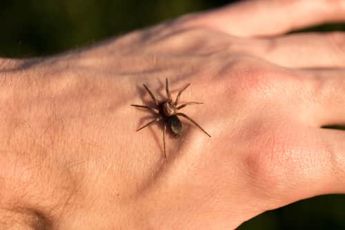 spider bite hand