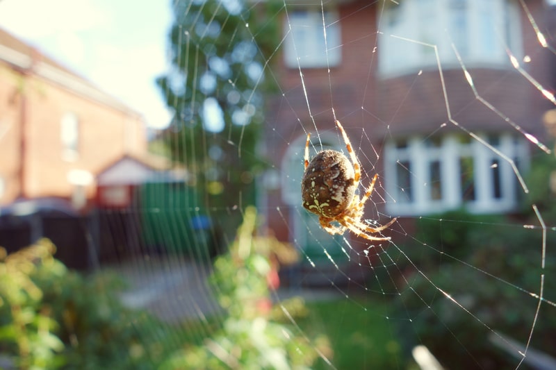 spider on web near house
