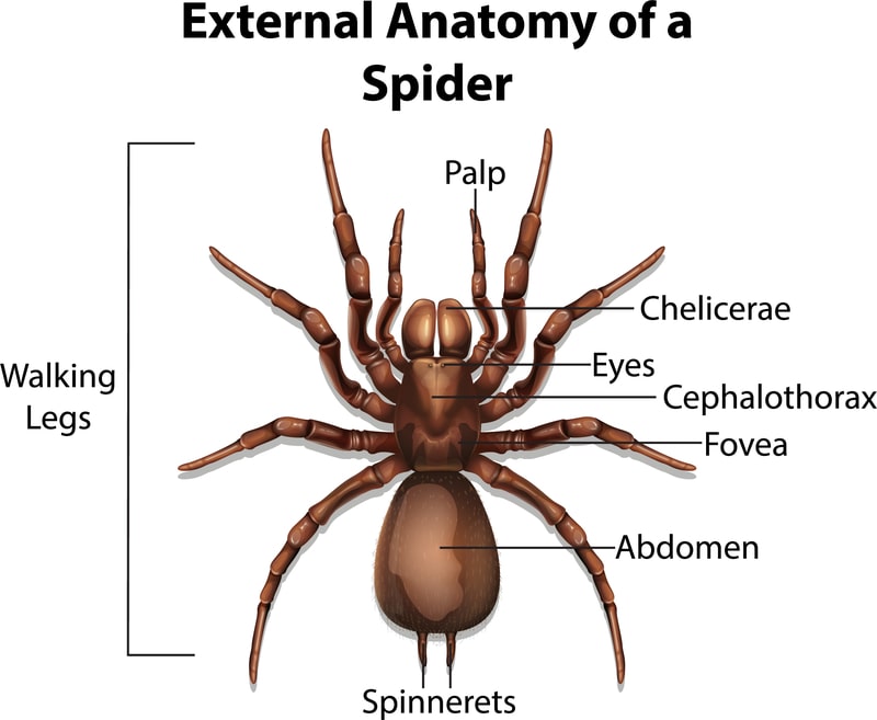 spider anatomy diagram