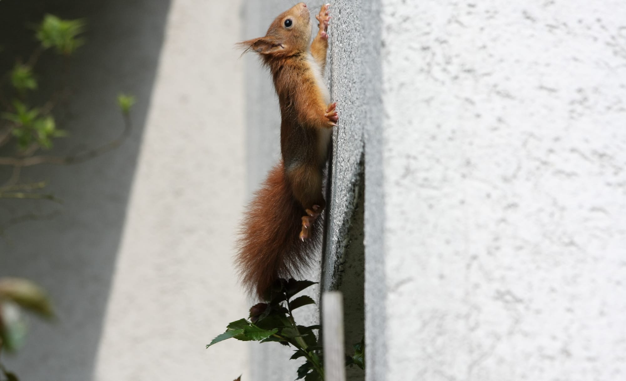 squirrel on house
