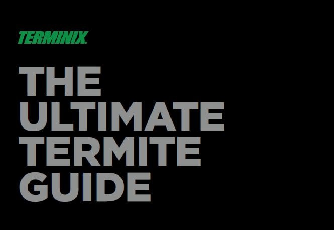 termite-guide-thumb