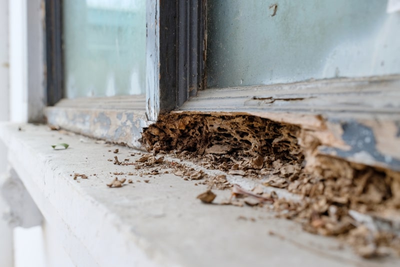 termite wood damage photo