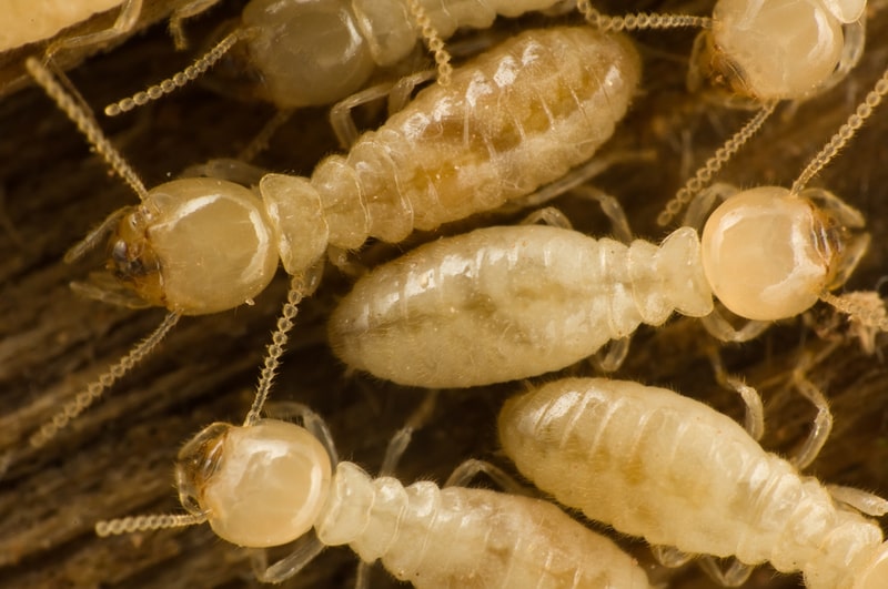 subterranean termite photo