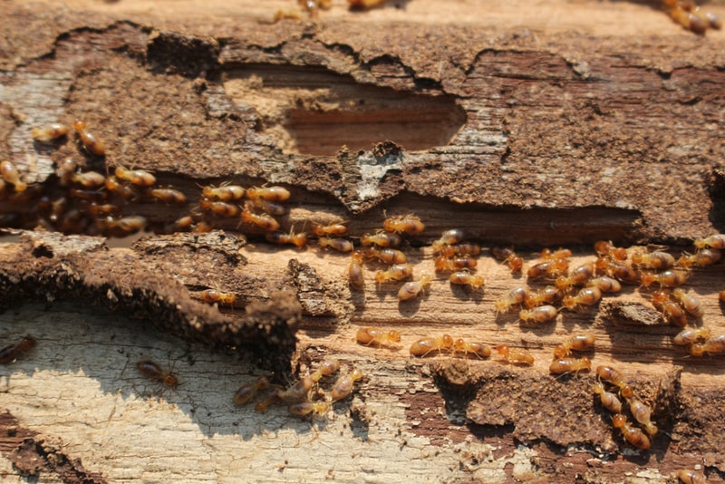termite lifespan