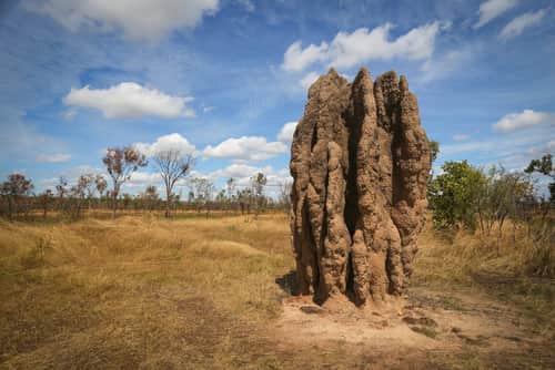 termite mound structure