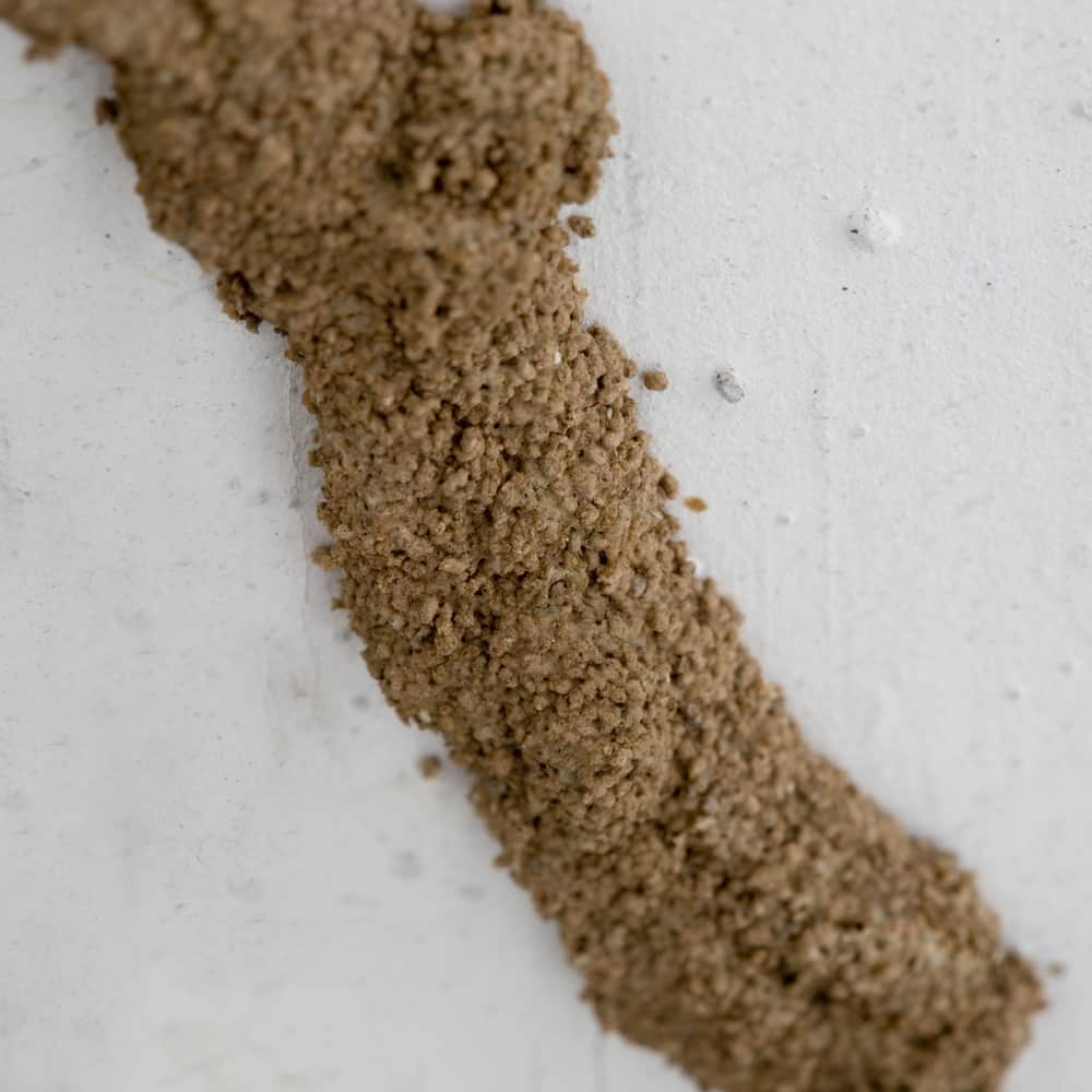 termite mud tube