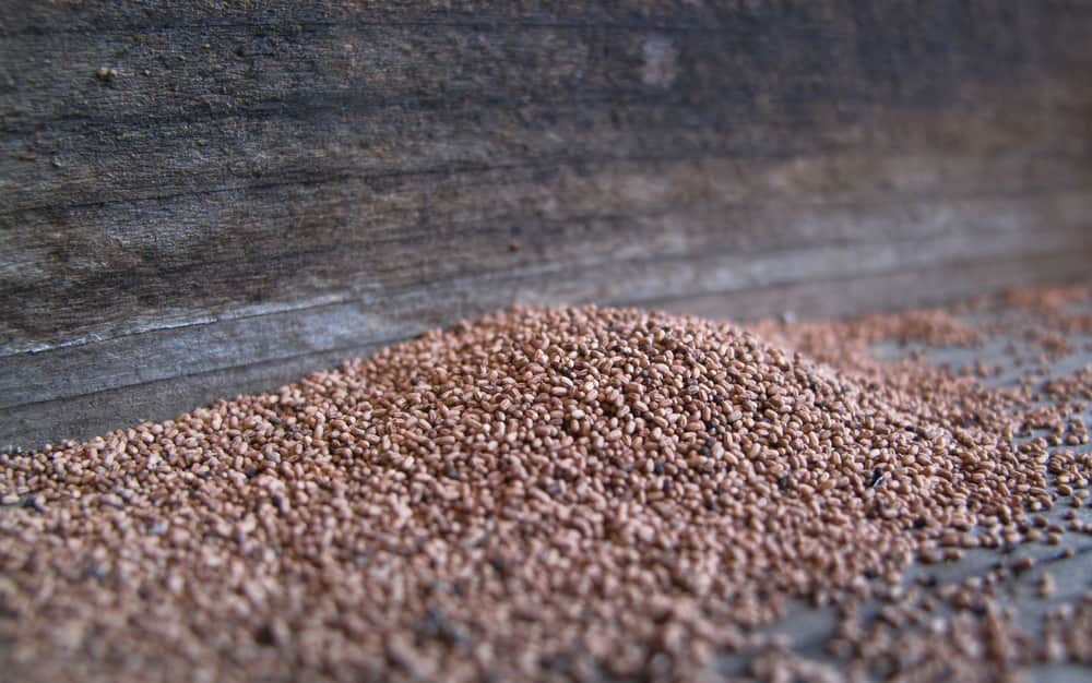 termite sawdust