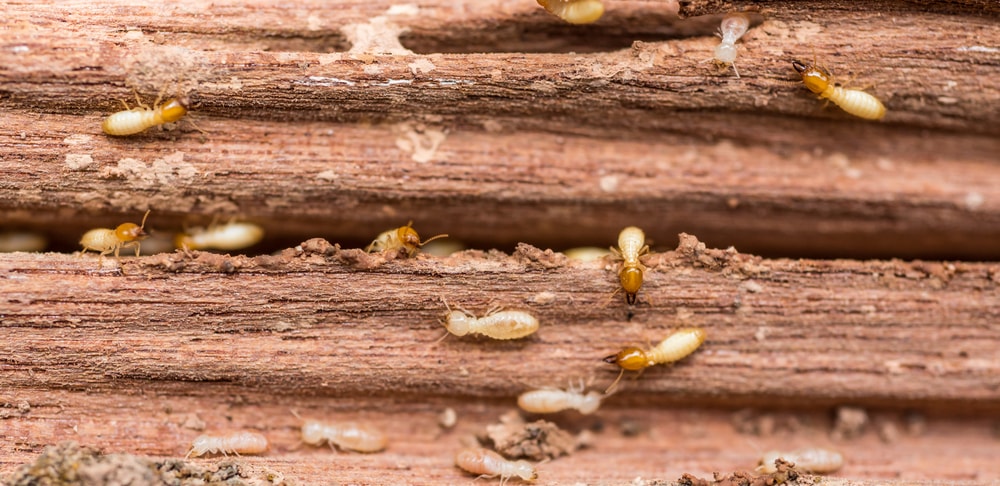 termites-eat-pressure-treated-wood