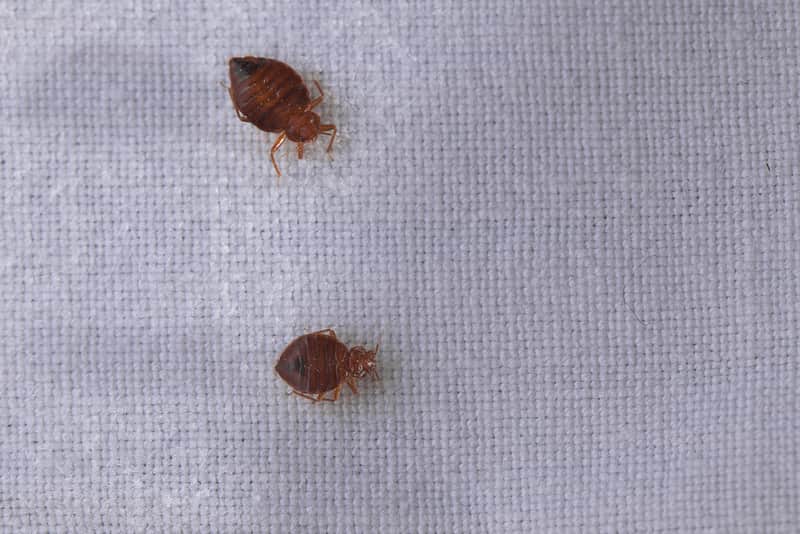 types of bed bugs