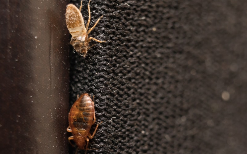 Are Bed Bugs Visible to the Naked Eye?